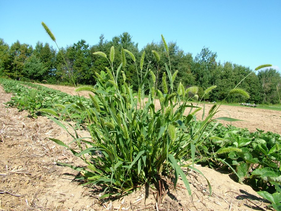 Злаковые сорняки щетинник