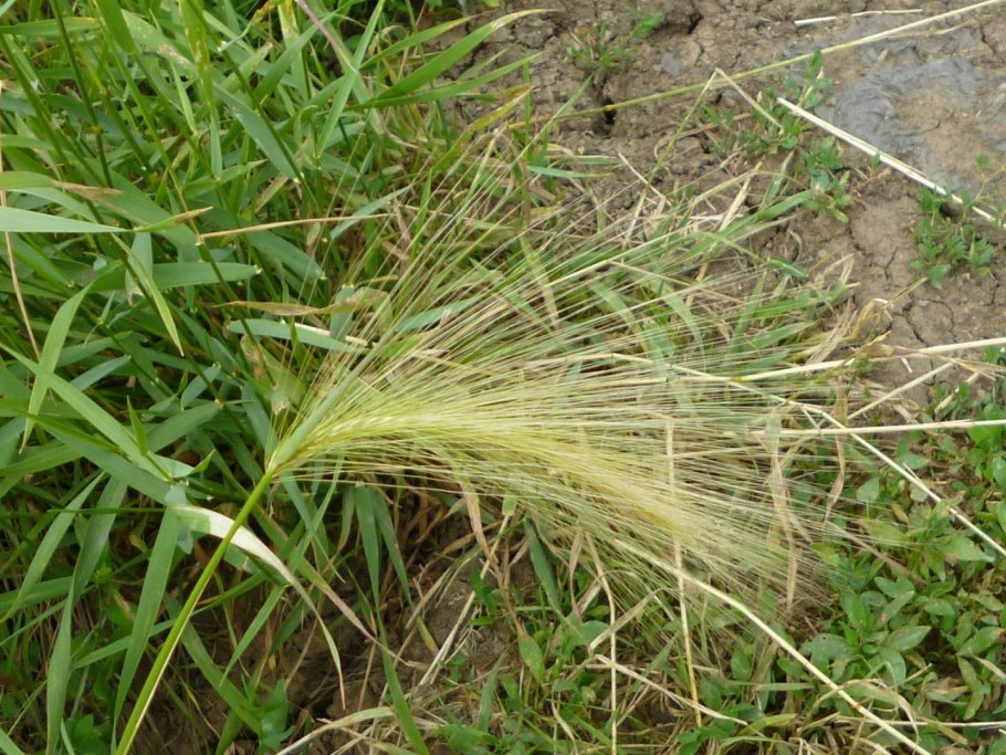 Злаковые сорняки список