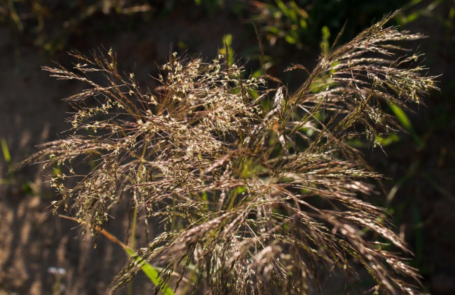 Метлица обыкновенная сорняк