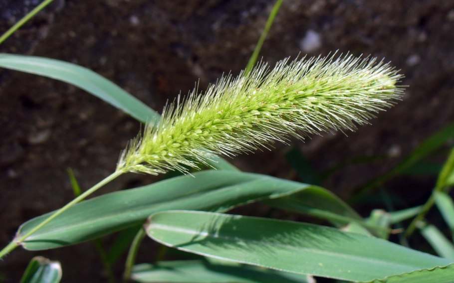 Щетинник зелёный (Setaria viridis)