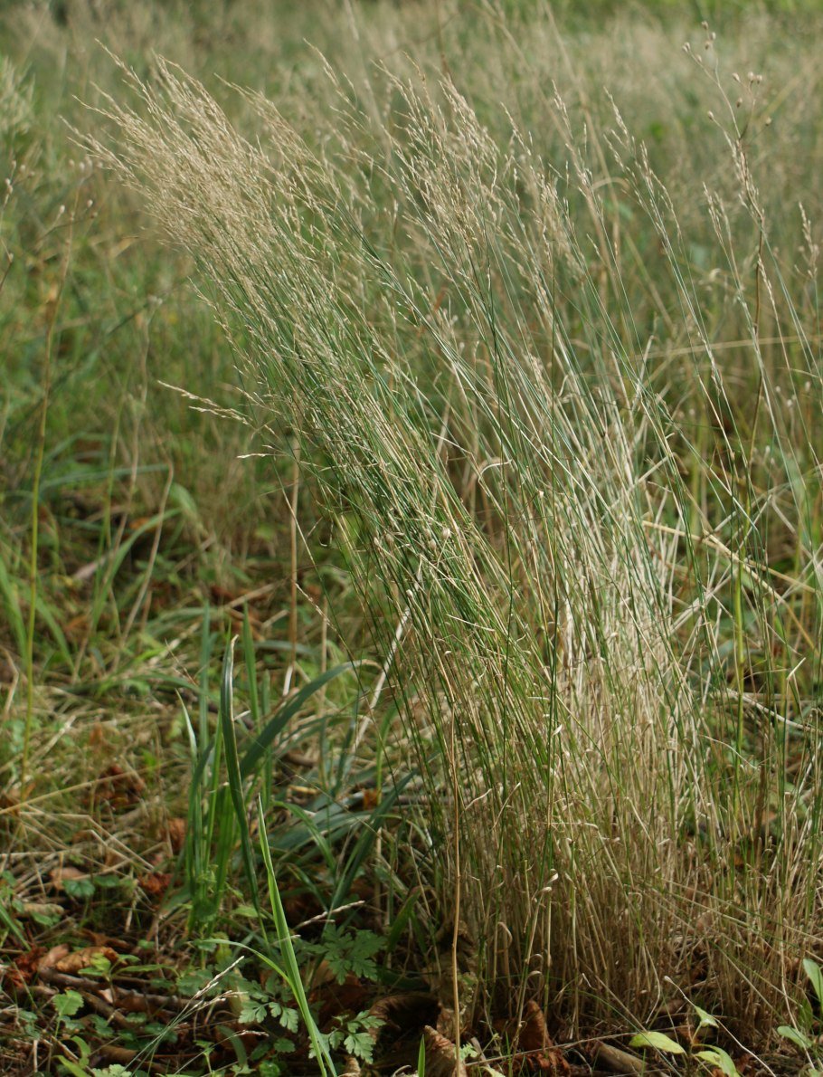 Мятлик Лесной