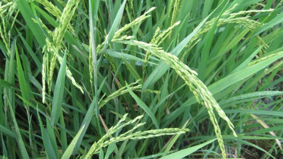 Пырей бескорневищный