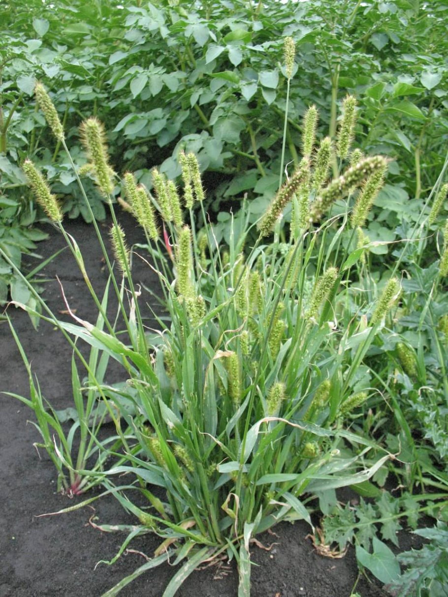 Щетинник сизый - Setaria glauca
