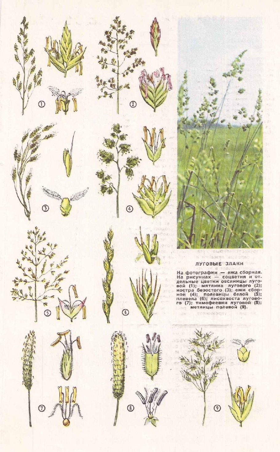 Setaria (Сетария)