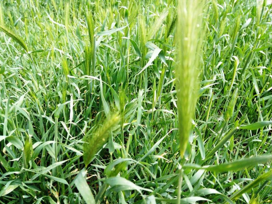 Семена сорных злаковых растений