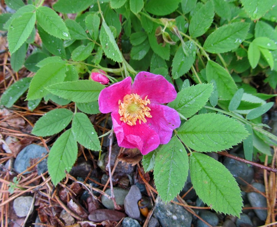 Шиповник Майский (Rosa Majalis)