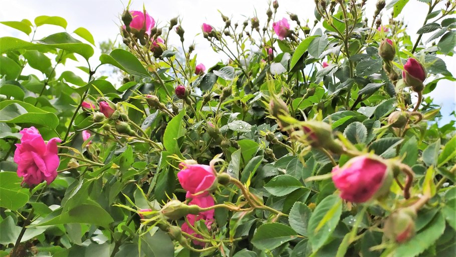 Шиповник коричный, Rosa cinnamomea l.