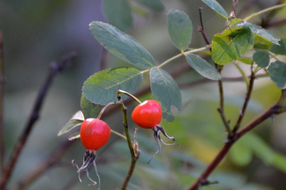 Шиповник коричный (Rosa cinnamomea)