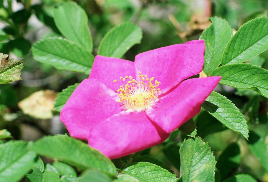 Роза коричная (Rosa Majalis)