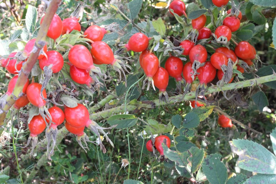 Шиповник куст