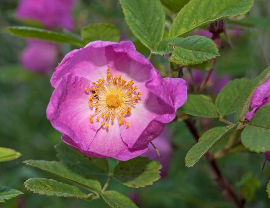 Шиповник коричный (Rosa Majalis)