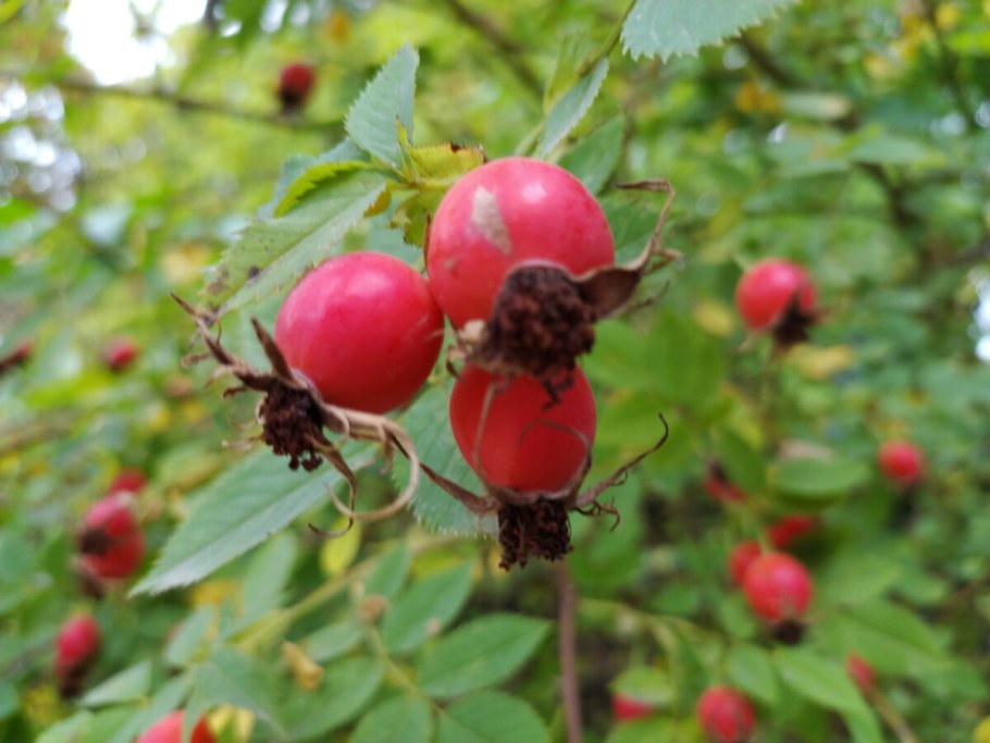 Шиповник иглистый (Rosa acicularis Lindl.)