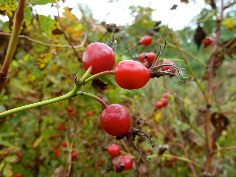 Шиповник коричный (Rosa Majalis)
