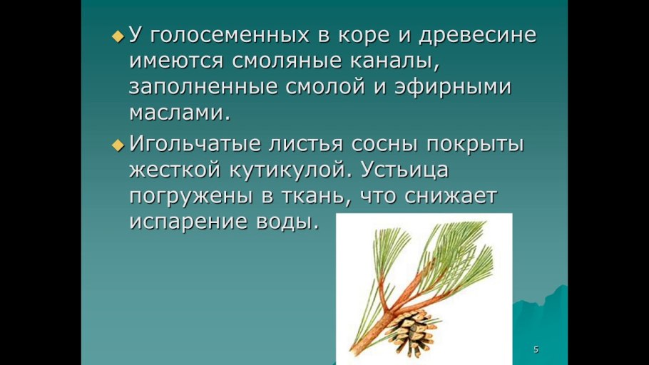 Лиственные деревья для дошкольников