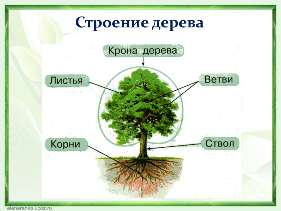 Мужская шишка голосеменных