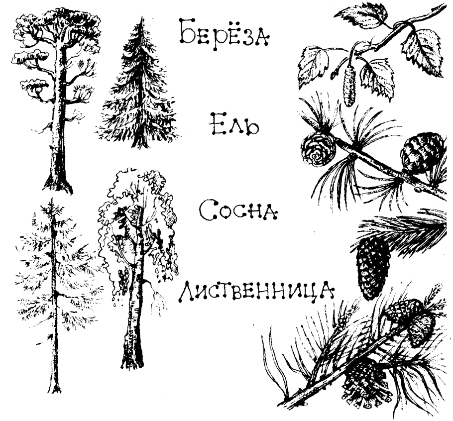 Хвойные деревья задания для дошкольников