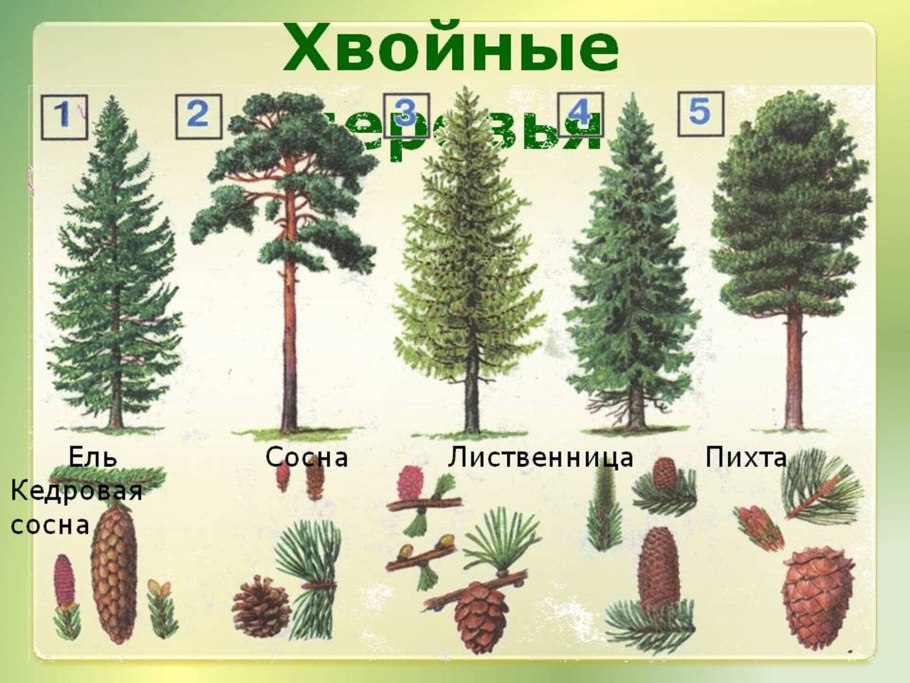 Сосна Сибирская Кедровая описание хвоинок