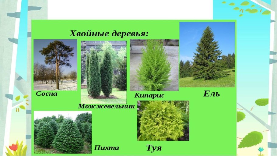 Строение дерева