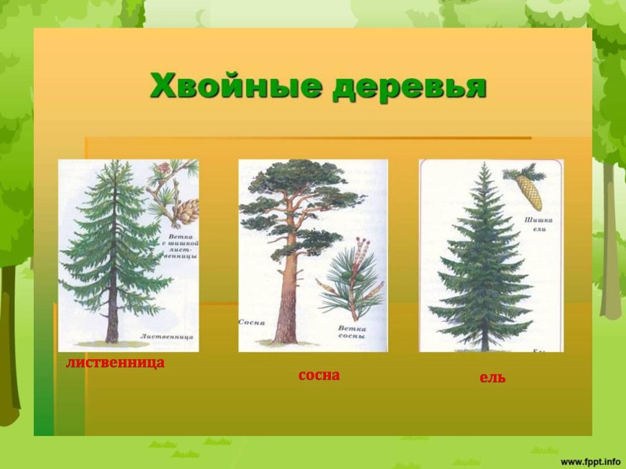 Рост и развитие дерева