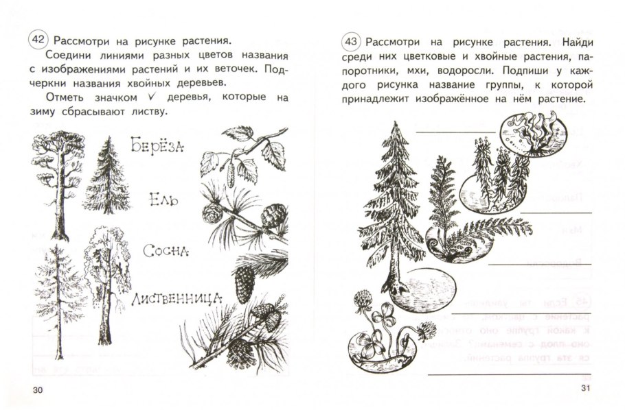 Кустарники лиственные и хвойные названия