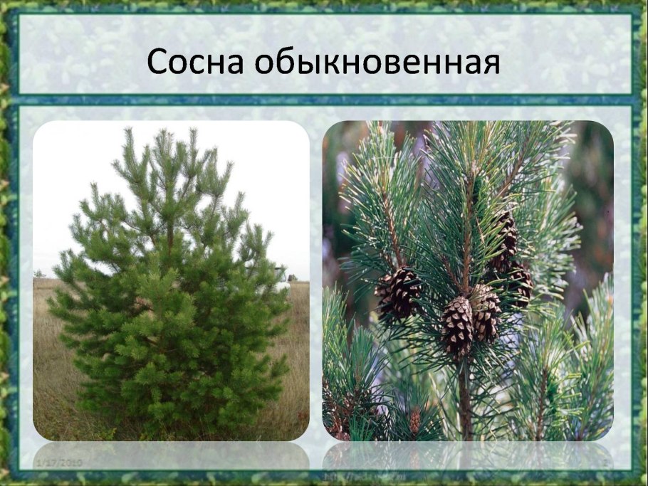 Туя пихта ель лиственница