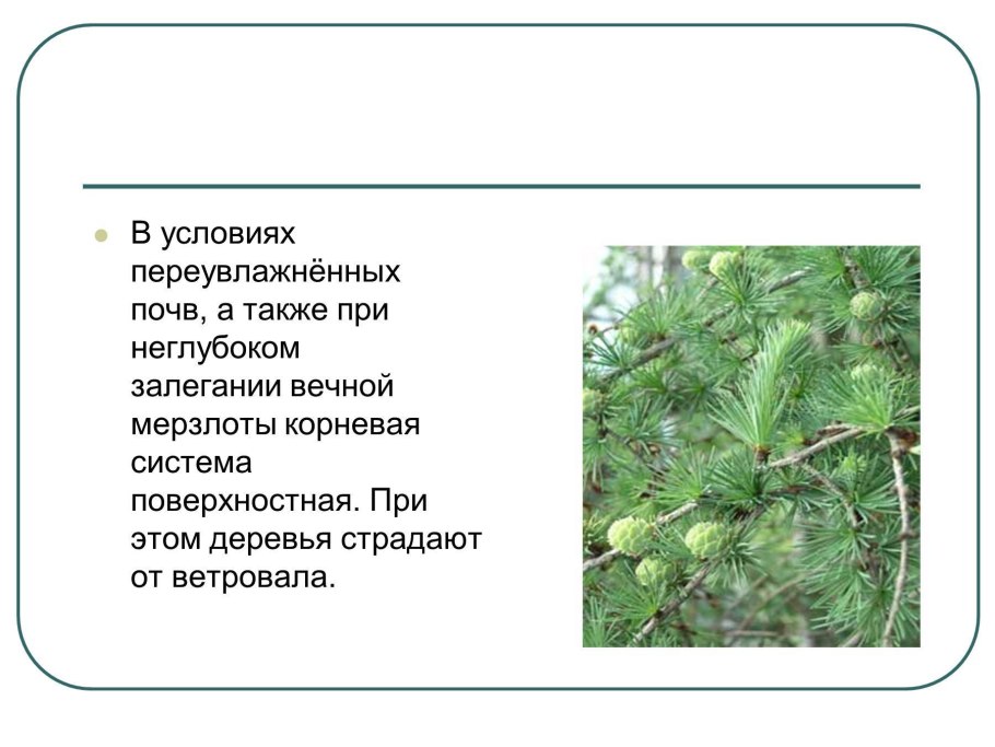 Отдел Gymnospermae классы
