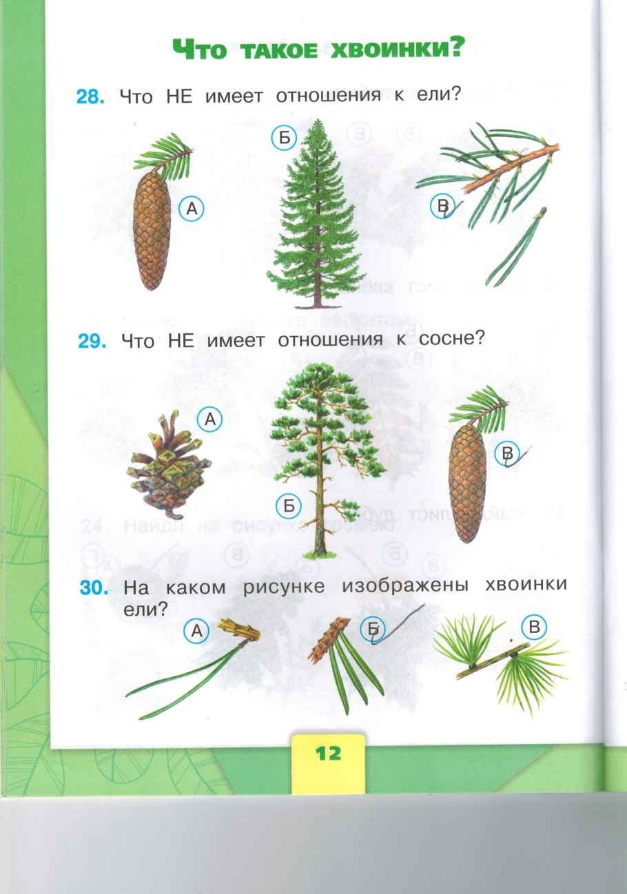 Голосеменные схема классификации