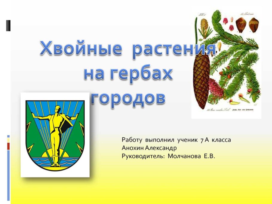 Деревья лиственные хвойные широколиственные