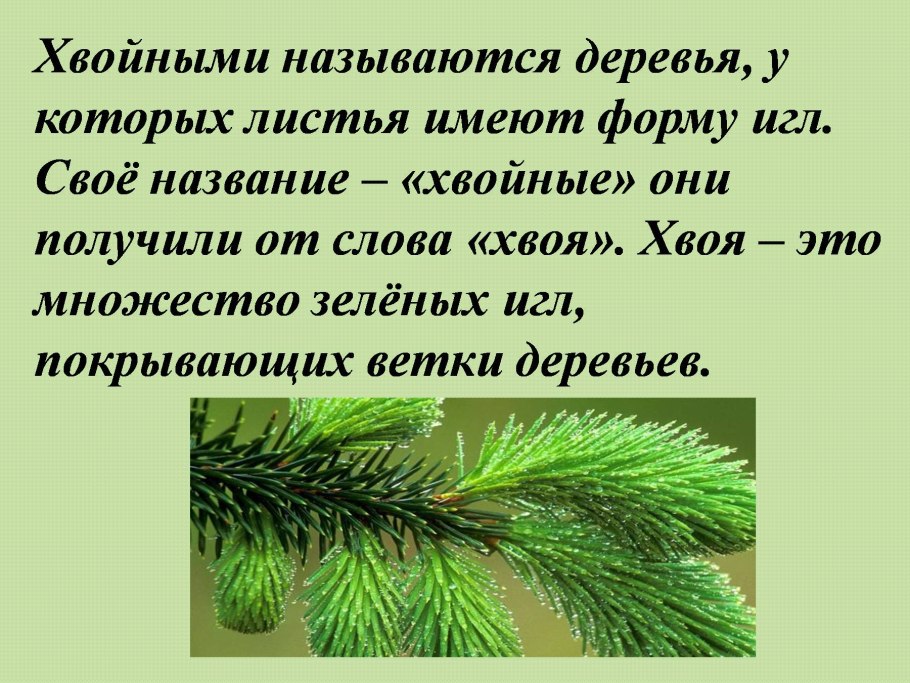 Схема описания дерева для дошкольников