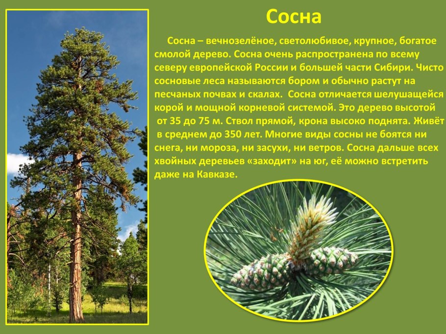 Лексическая тема хвойные и лиственные деревья
