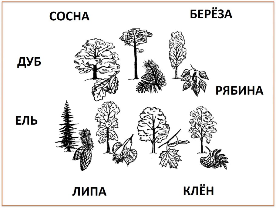 Зеленые страницы про хвойные