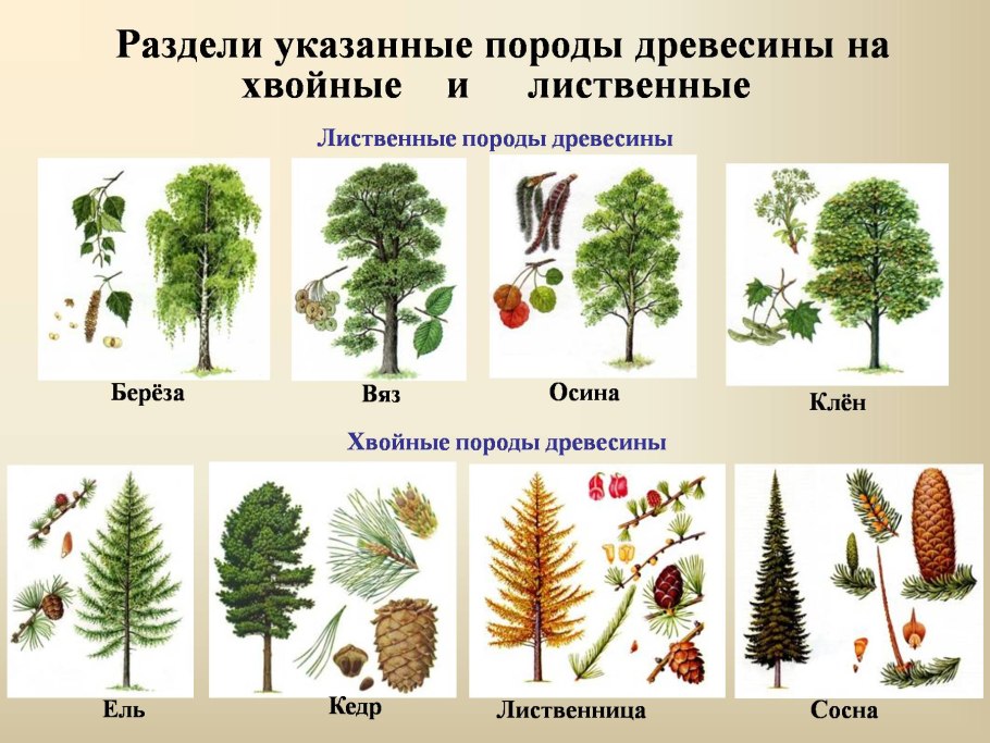 Сосна описание
