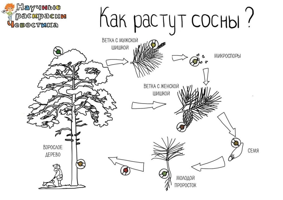 Этапы роста сосны