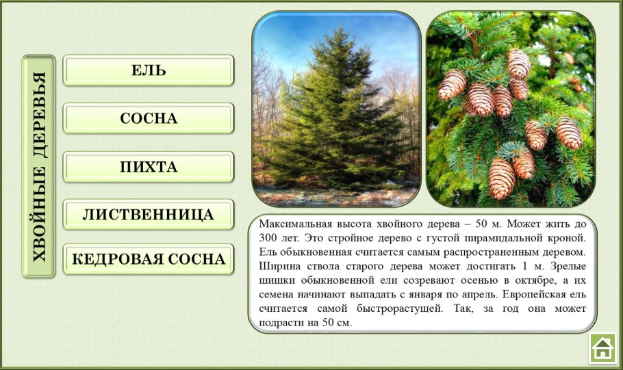 Жизненный цикл сосны обыкновенной 5 класс биология