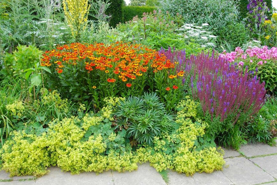 Клумбы бархатцы Сальвия цинерария