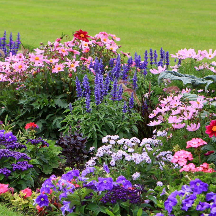 Космея в миксбордере