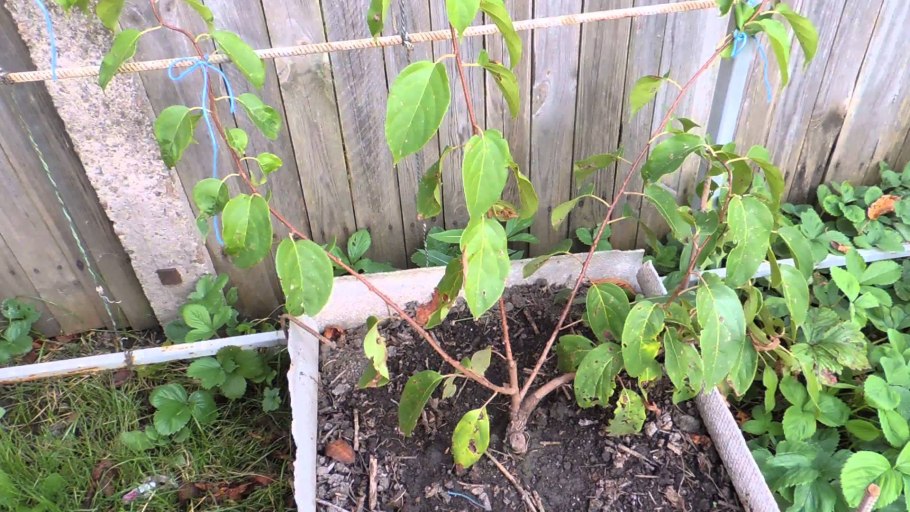 Актинидия коломикта рассада