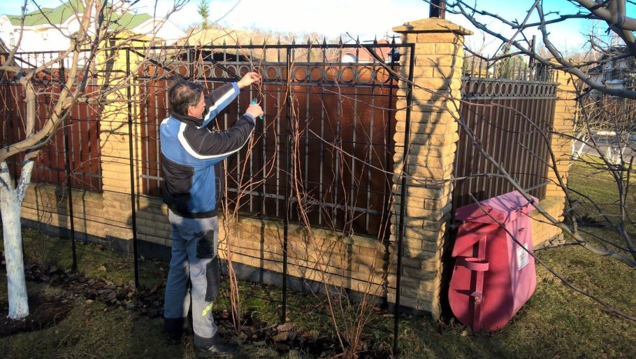 Актинидия в огороде