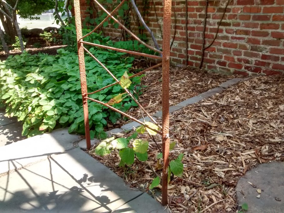 Актинидия коломикта на перголе