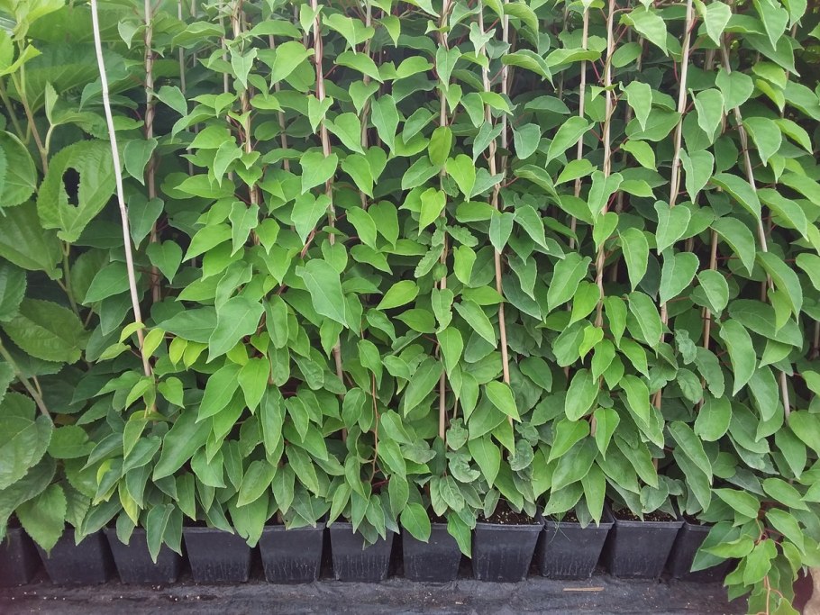 Актинидия Колбасиной