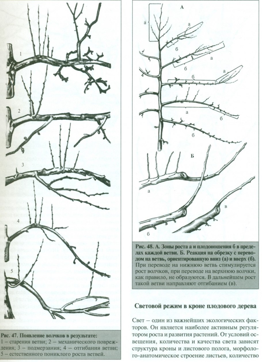 Актинидия шпалера схема