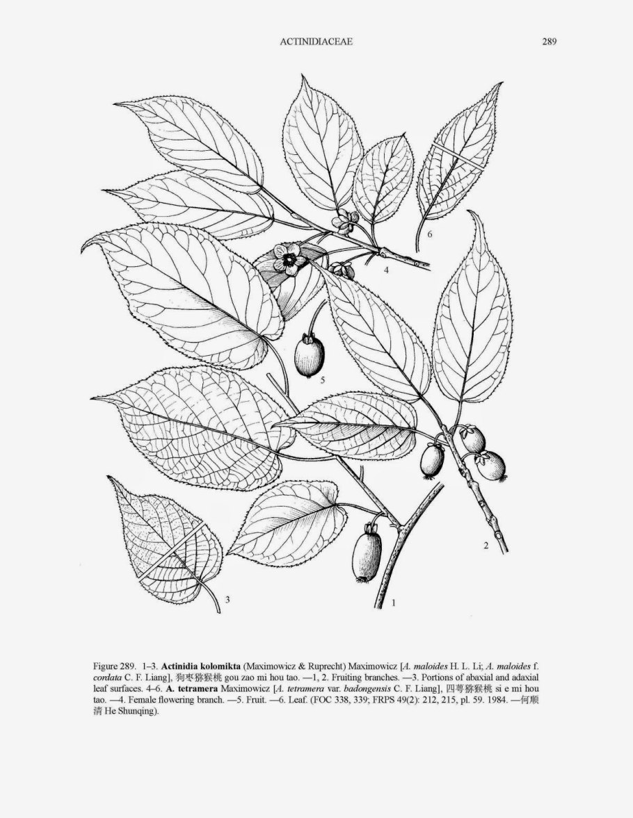 Актинидия Росток