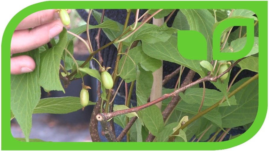 Актинидия деликатесная посадка