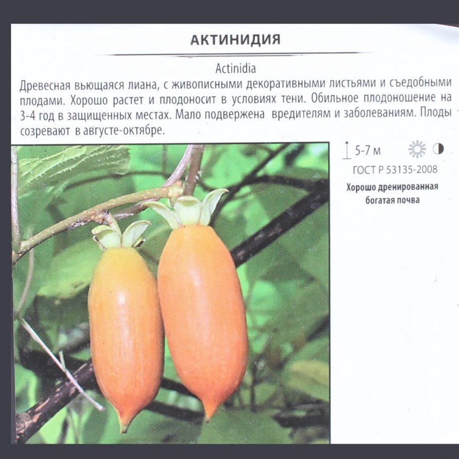 Актинидия коломикта посадка, шпалера