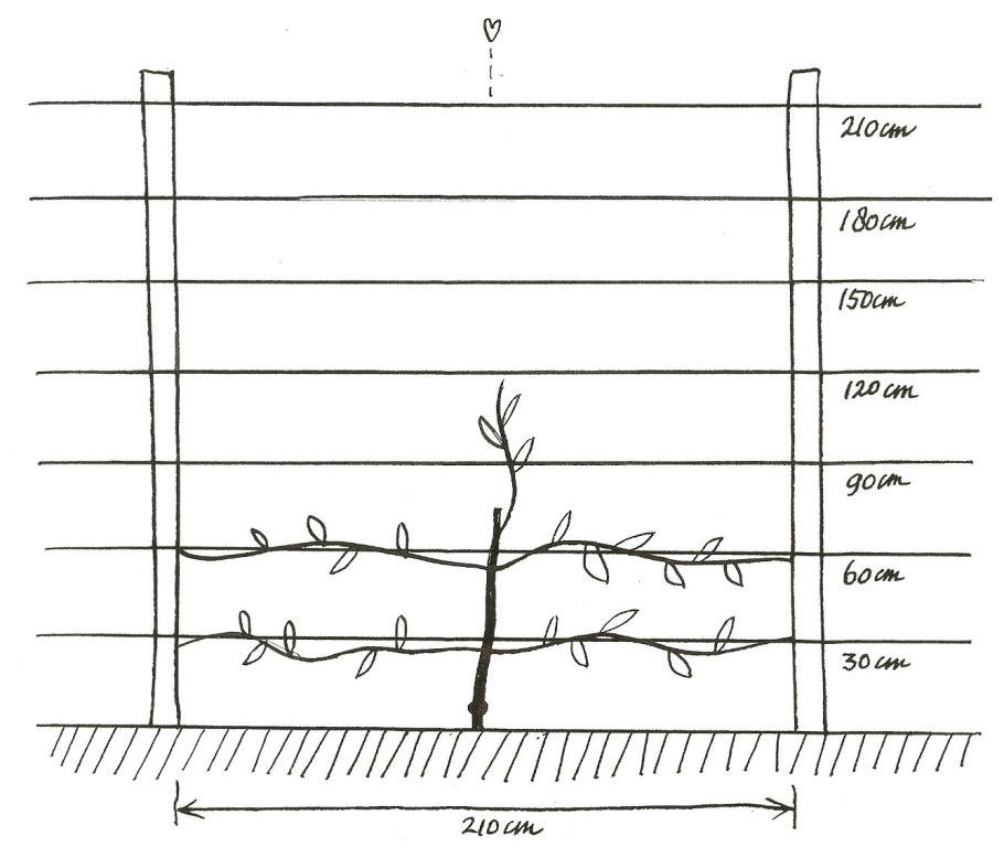 Схема посадки актинидии коломикта
