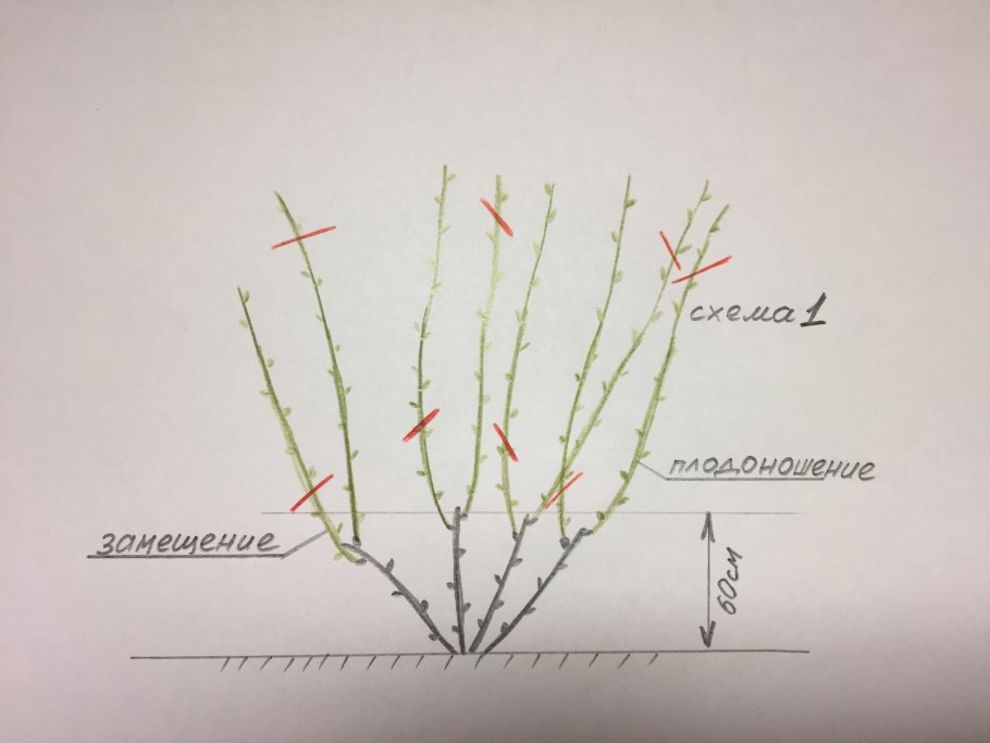 Актинидия аргута на шпалере