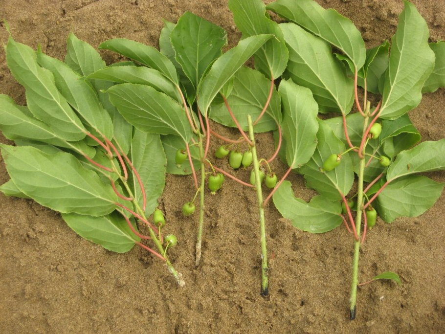 Лиана киви в Подмосковье