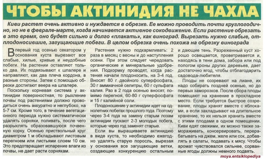 Этапы роста винограда