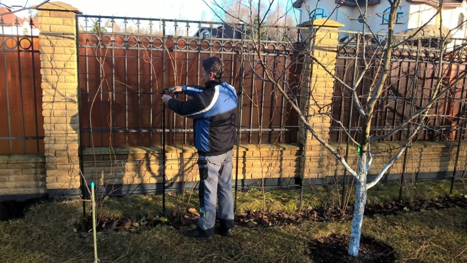 Схемы обрезки стелющейся яблони