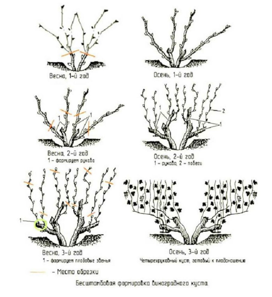 Обрезка лимонника китайского
